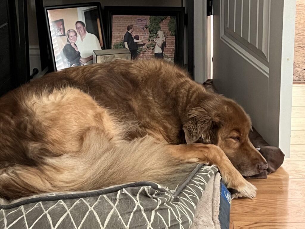 A happy rescue dog in its new home