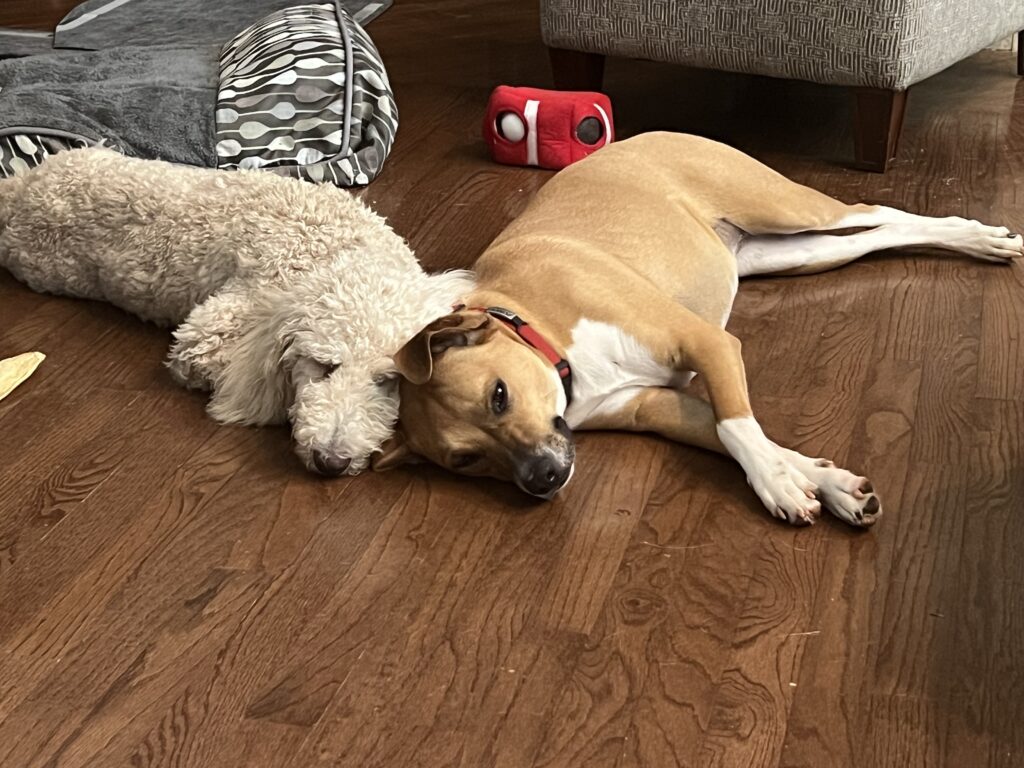Rescued dog with a toy