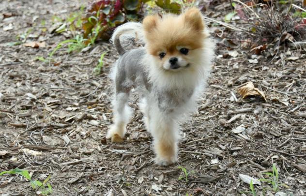Chico, a Road Home Rescue alum
